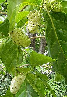 http://en.wikipedia.org/wiki/Morinda_citrifolia