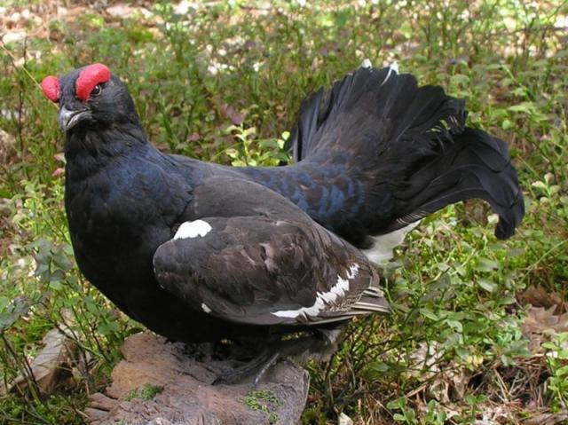 Nyírfajd