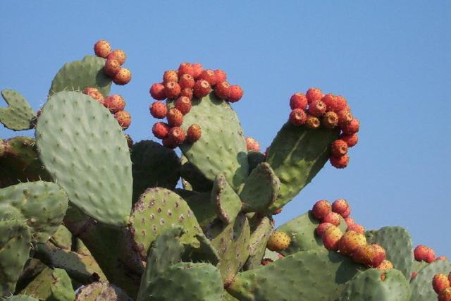 http://en.wikipedia.org/wiki/File:Opuntia_Ficus.jpg