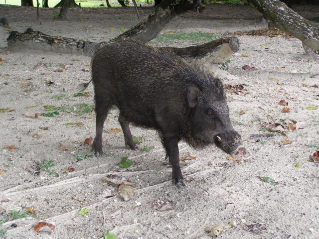 Ujung Kulon vendégváró vadisznója