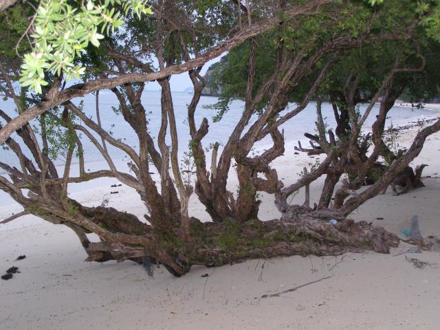 Koh Phangan