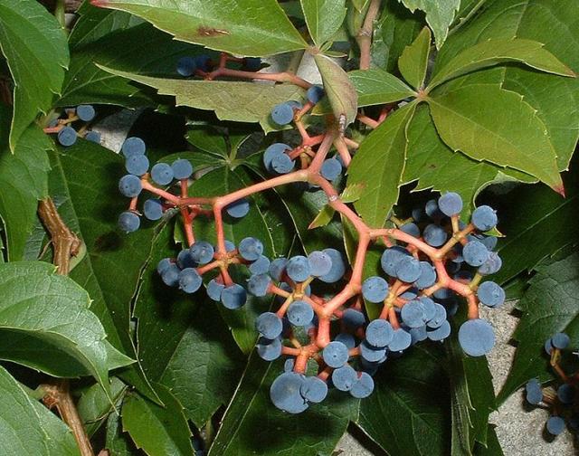 http://en.wikipedia.org/wiki/File:Parthenocissus_quinquefolia_fructis.jpg