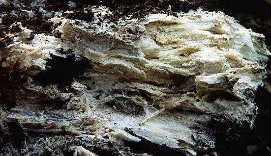 Phanerochaete chrysosporium 