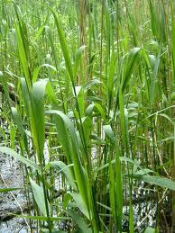 Phragmites australis