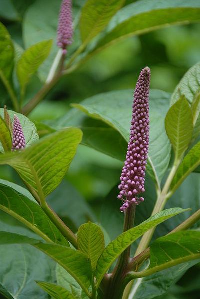 http://en.wikipedia.org/wiki/File:Phytolacca_americana_flower.jpg