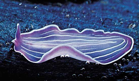 Laposférgek (Platyhelminthes)