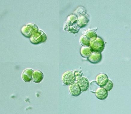 Chlorophyta