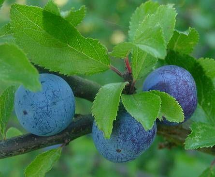 http://luirig.altervista.org/schedeit/pz/prunus_spinosa.htm