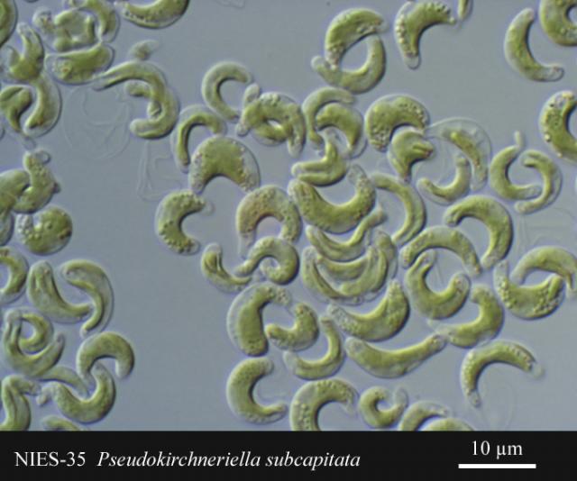 Pseudokirchneriella subcapitata  egysejtű édesvízi alga