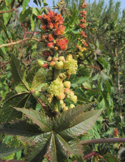 http://www.maltawildplants.com/EUPH/Ricinus_communis.php 