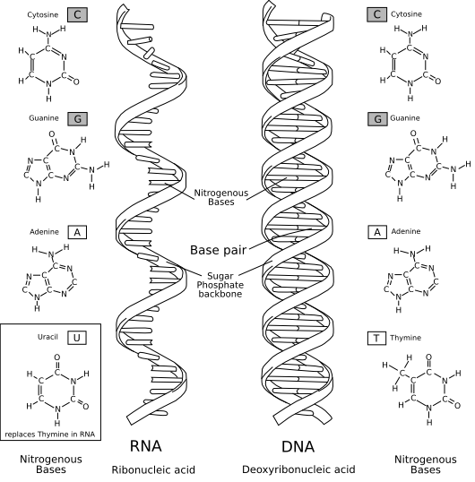 http://hu.wikipedia.org/wiki/F%C3%A1jl:RNA-comparedto-DNA_thymineAndUracilCorrec