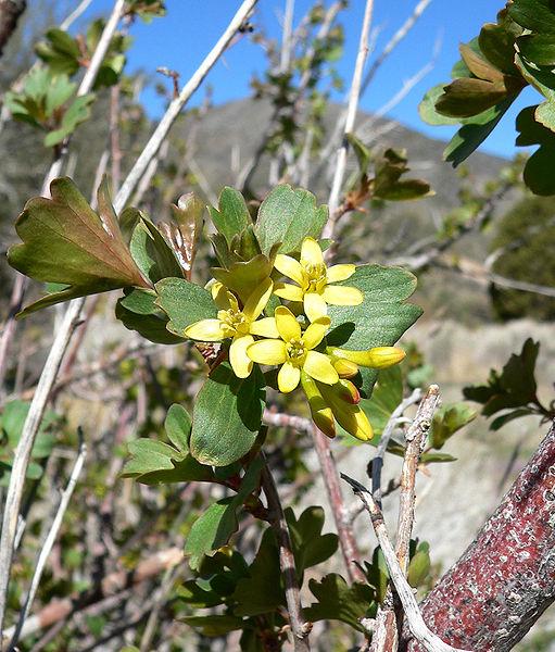 http://en.wikipedia.org/wiki/File:Ribes_aureum_var_aureum_3.jpg