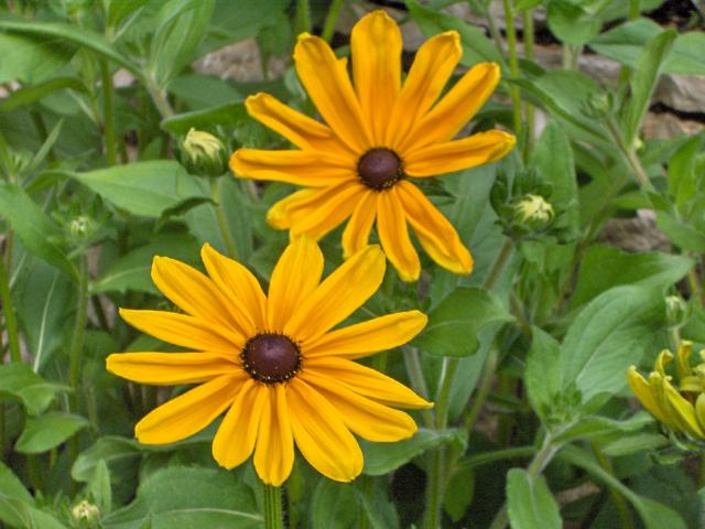 http://en.wikipedia.org/wiki/File:Rudbeckia_hirta_Indian_Summer.JPG