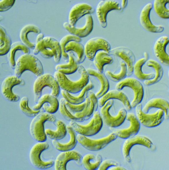 Selenastrum