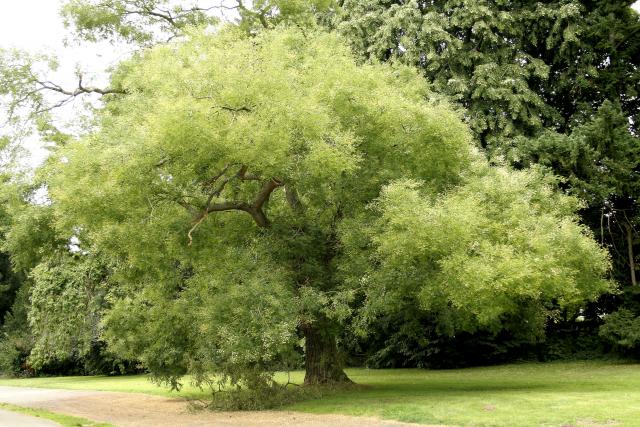 http://en.wikipedia.org/wiki/File:Sophora_japonica_JPG2Aa.jpg