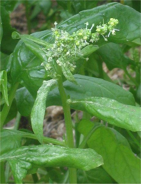 http://it.wikipedia.org/wiki/File:Spinacia_oleracea_Spinazie_bloeiend.jpg