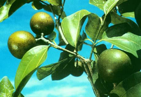 http://www.ecoplanet.in/Herbsandplants/Strychnos%20Nux-vomica.htm