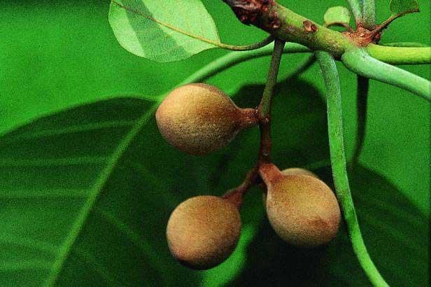 http://www.helpfulhealthtips.com/wp-content/uploads/2010/06/Terminalia-Belerica4