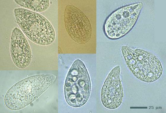 http://protist.i.hosei.ac.jp/taxonomy/ciliophora/oligohymenophorea/genus/tetrahy
