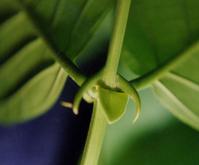 http://en.wikipedia.org/wiki/Uncaria_tomentosa
