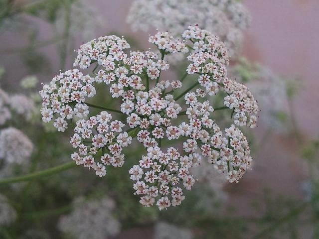 http://en.wikipedia.org/wiki/File:Carom_Flowers.jpg.jpg