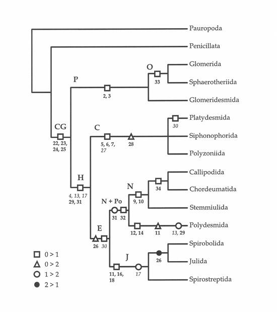 Myriapoda rendszerezése