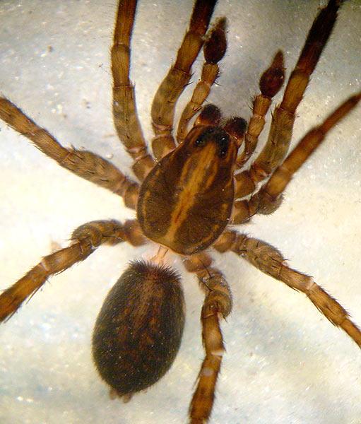 Trochosa spinipalpis