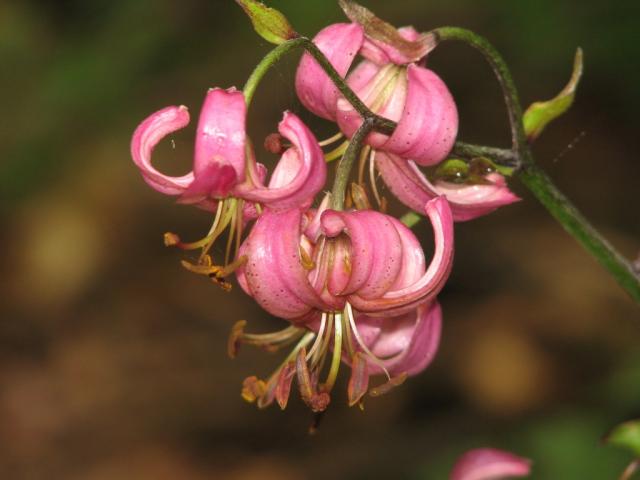 Turbánliliom (Lilium martagon)