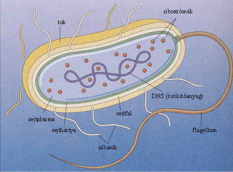 http://morayeel.louisiana.edu/SeaweedsLab/Gavio/bacterial%20cell%20copy