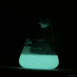 Vibrio fischeri