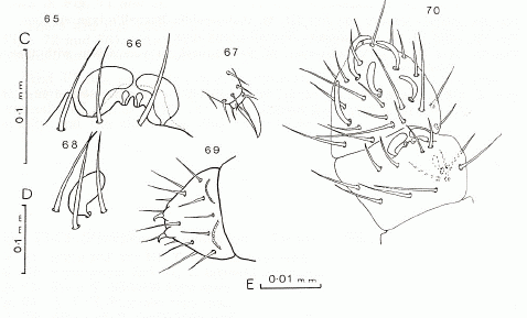 Collembola