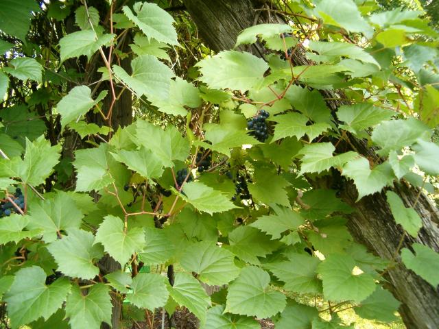 http://it.wikipedia.org/wiki/File:Vitis_riparia_HabitusLeavesFruits_BotGardBln09