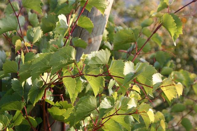 http://en.wikipedia.org/wiki/File:Vitis_rupestris_Weinsberg_20071016.jpg