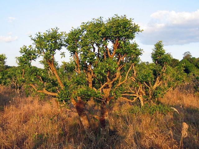 http://en.wikipedia.org/wiki/File:Yerba_Mate.jpg