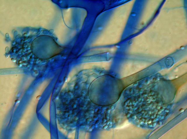 Absidia corymbifera