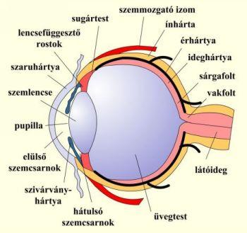 http://bin.sulinet.hu/ikep/2007/12/adm.kep.m1023361616200.szemfelepites.JPG