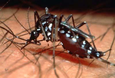 Aedes aegypti