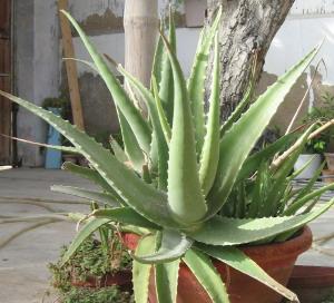 aloe vera