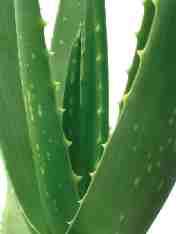 Aloe vera