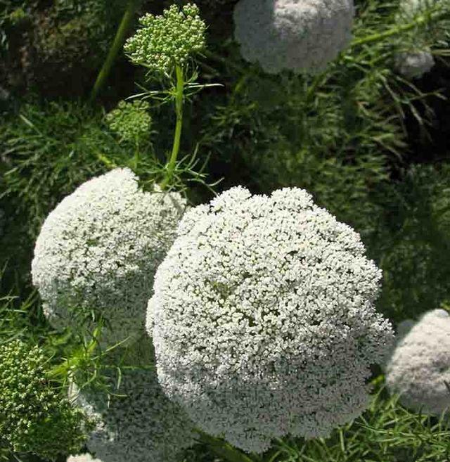 http://olharfeliz.typepad.com/jardin/2005/08/ammi_visnaga.html