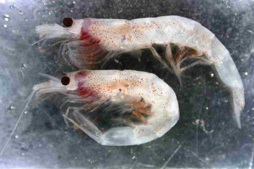 zooplankton