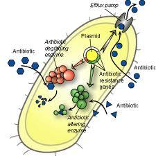 Antibiotikum rezisztencia plazmid