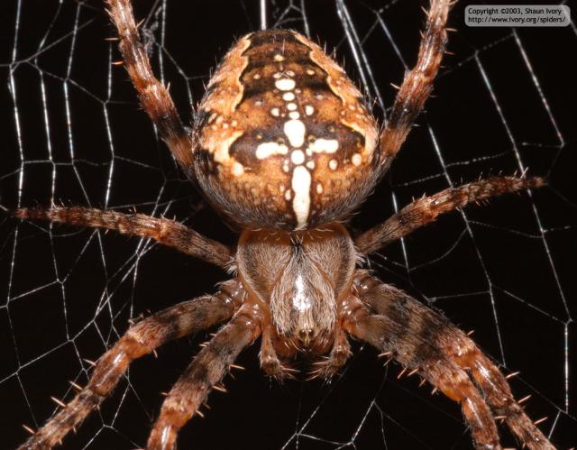 Araneus diadematus