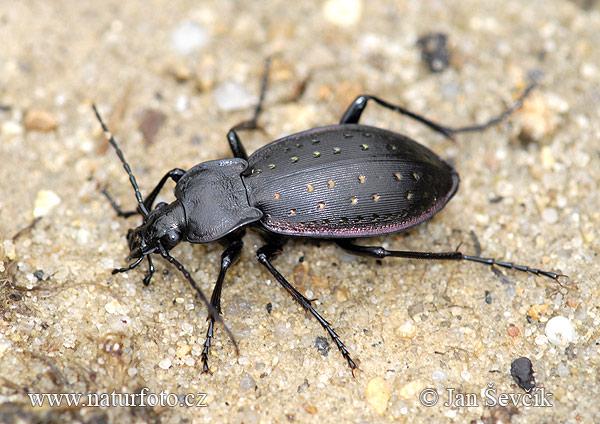 Aranypettyes futrinka