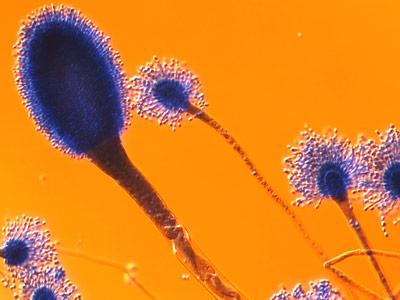 Aspergillus