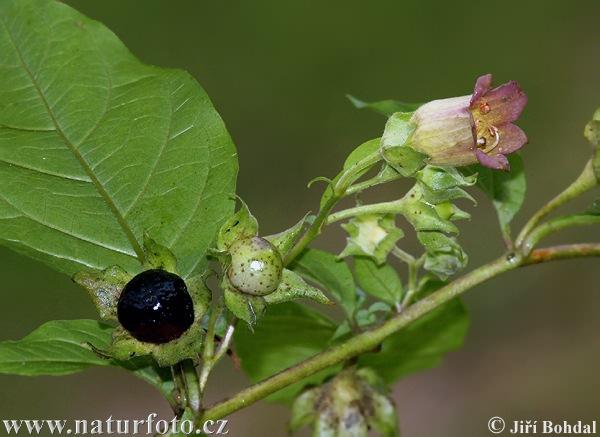 Nadragulya (Atropa belladonna)