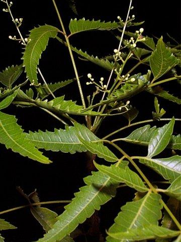 http://www.plantoftheweek.org/week310.shtml