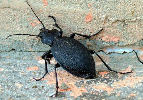 Carabus coriaceus