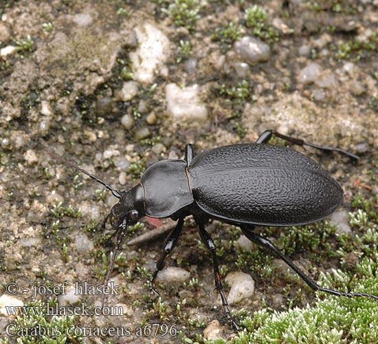 Carabus coriaceus