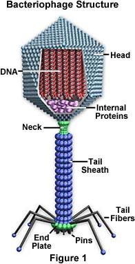 http://micro.magnet.fsu.edu/cells/virus.html